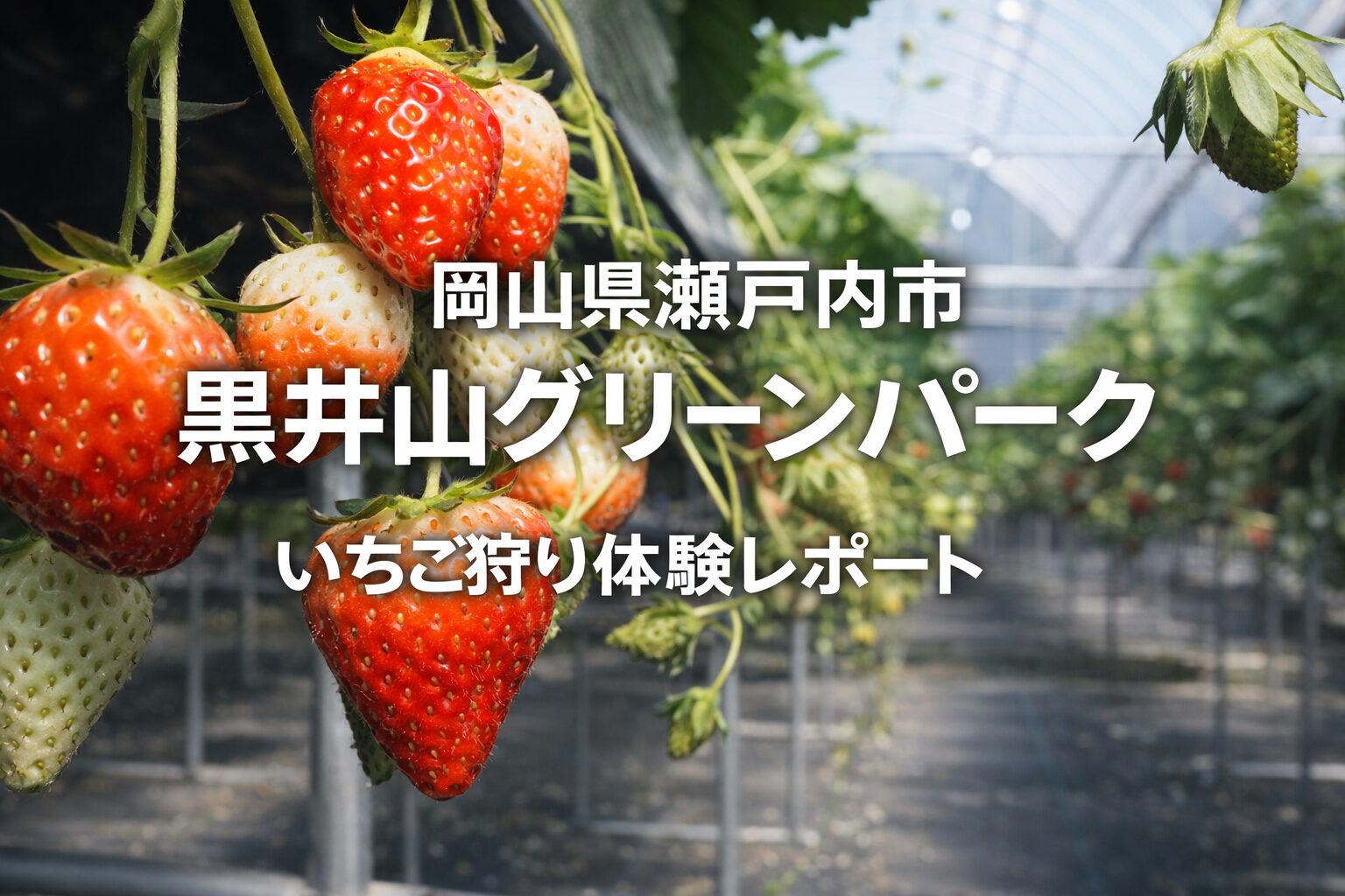 Strawberry picking